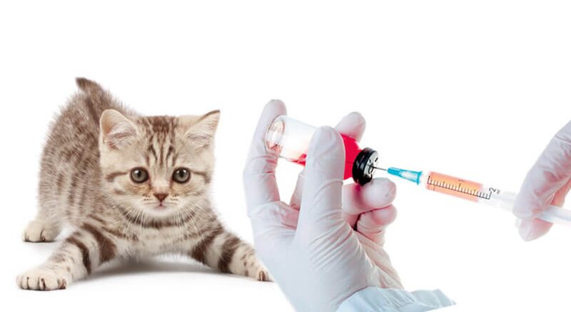 gyvūnų ir žmonių vakcinacija nuo kirminų