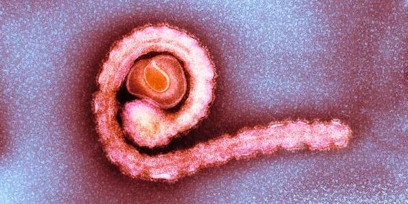 nykštukinis kaspinuotis žmogaus organizme