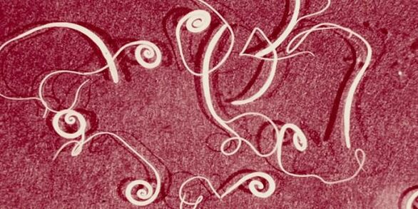 Žmogaus parazitų nuotrauka